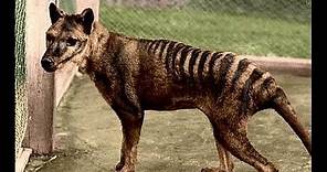 Tasmanian tiger/ Thylacine not extinct?