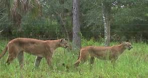 Florida panther killed by car in Lithia