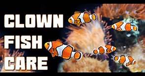 Everything you need to know about keeping CLOWNFISH in a HOME AQUARIUM