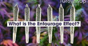 What is the Entourage Effect? | Weed Easy