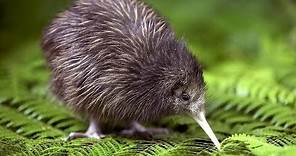 Kiwi - New Zealand Endemic Bird