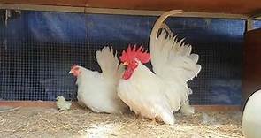 Bantam chickens breed family