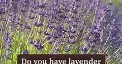 Lavender and Lavandin 💜There are hundreds of varieties of lavender but there are two main types that can help you know how best to use your lavender. ⏺️ Lavandula Angustifolia or true lavender is also known as “English Lavender”. They are generally shorter, compact plants that bloom in early summer and can have a second bloom in late summer. Lavender plants have only one flower head per stem and the colors are deep and vibrant. ⏺️ Lavender buds are also edible and canned be used in culinary del