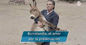 Burrolandia, el primer santuario de AL dedicado al cuidado y protección del burro mexicano