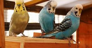 Over 2 Hours of Budgies Playing, Singing and Talking in their Aviary