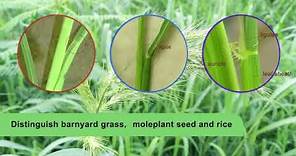 How to distinguish barnyard grass | moleplant seed and rice