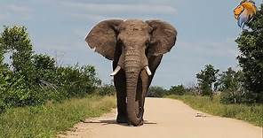 Meeting a Wild Elephant Walking On The Road | Kruger National Park Videos - Epic Wildlife Videos