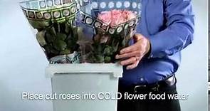 Alexandra Farms' Garden Rose Care and Handling Video