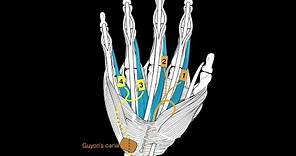 Hand Muscles
