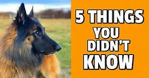 5 Things You Didn't Know about the Belgian Shepherd Dog