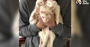 This Couple Can't Stop Adopting Ferrets | The Dodo