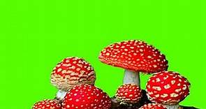 animated mushrooms growing green screen full HD
