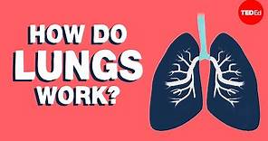 How do lungs work? - Emma Bryce