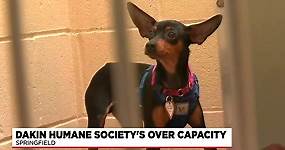 Overcrowded Dakin Humane Society in need of foster parents, adopters