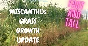 How to Grow Miscanthus Giganteus Elephant Grass | Growth Update of Fastest and Tallest Grass