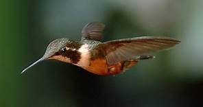 Stunning Slo-Mo Footage of Hummingbirds Hovering in Air