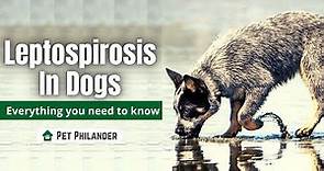 Leptospirosis in Dogs Everything You Need to Know ! Pet Health