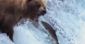 Grizzly Bears Catching Salmon | Nature's Great Events | BBC Earth