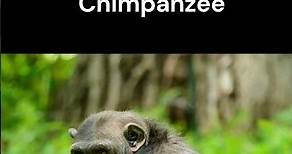 Bonobos - Fun Facts