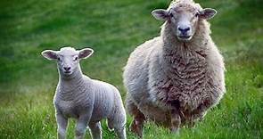 Your Guide to the Differences Between Sheep and Lambs (and Why It Matters)