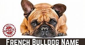 30 Top French Bulldog Names With Meaning 2021 ! Pet Names