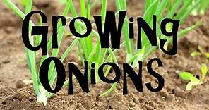 How to Plant, Grow, & Harvest Onions from Start to Finish