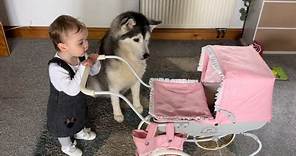 Adorable Baby Teaching Husky How To Get Baby To Sleep!🥹💖. [CUTEST VIDEO EVERR!!!]