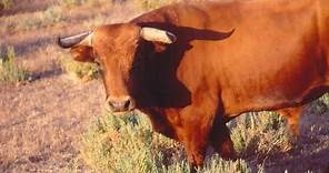 El Toro amigo / The Bull
