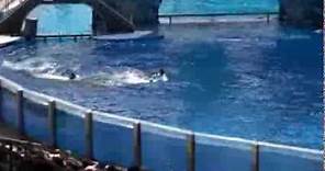 Killer whale kills trainer at Orlando's Sea World:-( -Dawn Brancheau Rip