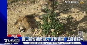 悚! 壽山小獼猴嬉戲掉入非洲獅區 成為母獅獵物｜TVBS新聞 @TVBSNEWS01