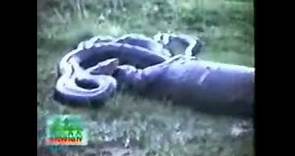 Anaconda Mangia Ippopotamo! SHOCK!
