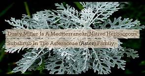 A Guide to Dusty Miller (Jacobaea Maritima): All You Need to Know