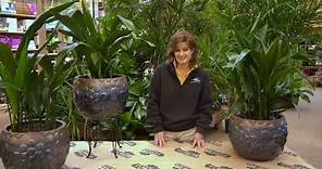 How to Care for a Cast Iron Plant ENGLISH GARDENS