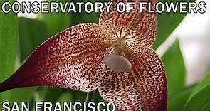 San Francisco: Conservatory of Flowers • Golden Gate Park