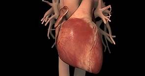 Anatomía normal y función del corazón