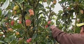 Variedad anna para cultivar manzana en clima templado - La Finca de Hoy