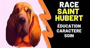 Race de chien Saint-Hubert : Caractère, Prix, Education, Histoire, Inconvénients, Qualités