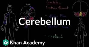 Cerebellum | Organ Systems | MCAT | Khan Academy