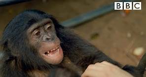 Making a chimp laugh | Animals in Love - BBC