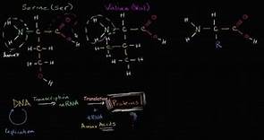 Introduction to amino acids