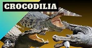 Crocodilianos: Guardianes de los Ecosistemas Acuáticos