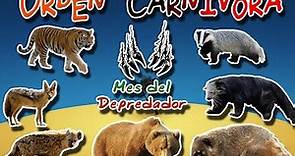 Orden Carnivora |Los 7 Mamiferos Carnivoros| (Animales del Mundo) |Mes del Depredador|