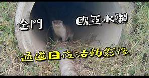【金門水獺】通道日夜出沒的歐亞水獺 Eurasian otter in Kinmen island (Lutra lutra)