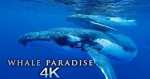 Whale Paradise 4K - 1HR Underwater Ambient Nature Relaxation™ Film + Music for Stress Relief, Sleep