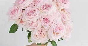 Wholesale Garden Roses ᐉ buy bulk garden roses in FiftyFlowers