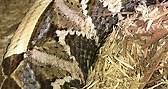 West African gaboon viper ( Bitis... - Kentucky Reptile Zoo