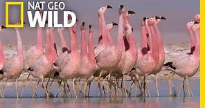 These Flamingos Have Sweet Dance Moves | Wild Argentina
