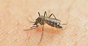 蚊子為何不叮其他地方 總愛在耳邊嗡嗡叫？｜元氣網