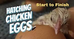 Hatching Chicken Eggs Start to Finish - For Beginners