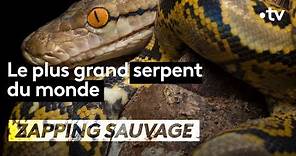 Le plus grand serpent du monde - ZAPPING SAUVAGE